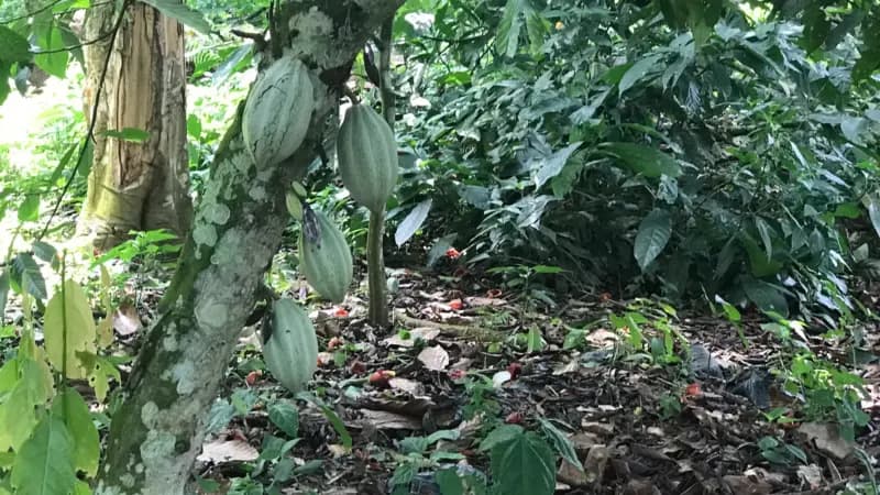 Cocoa pods in various stages of ripeness hang from a tree trunk in a dense tropical forest setting, with leaf litter and vegetation covering the ground.