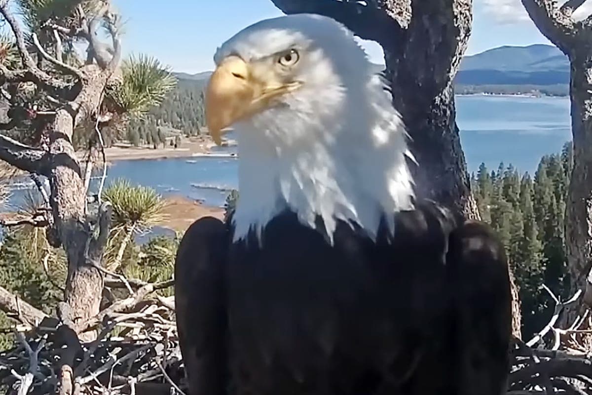 A bald eagle with distinctive white head feathers and golden beak perches among tree branches overlooking a mountain lake surrounded by coniferous forest.