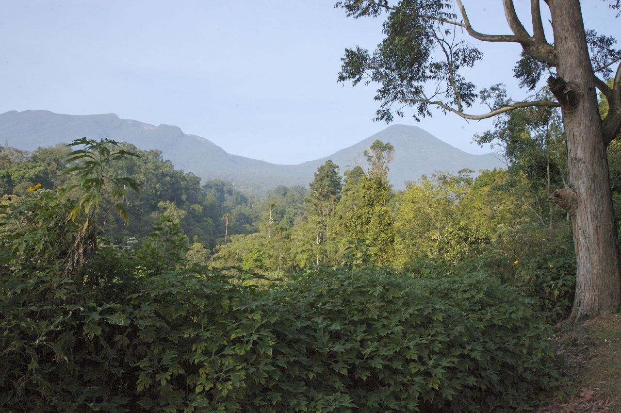 A lush forested mountain landscape with dense vegetation in the foreground and two volcanic peaks visible in the distance under a hazy sky.