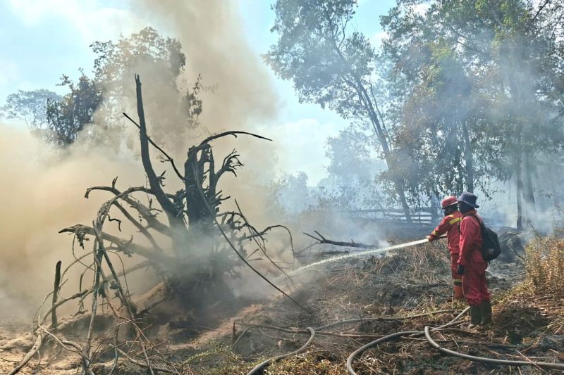 Seorang petugas pemadam kebakaran mengarahkan selang air ke api yang menyala di tengah pohon-pohon dan vegetasi yang hangus dalam kondisi penuh asap tebal.