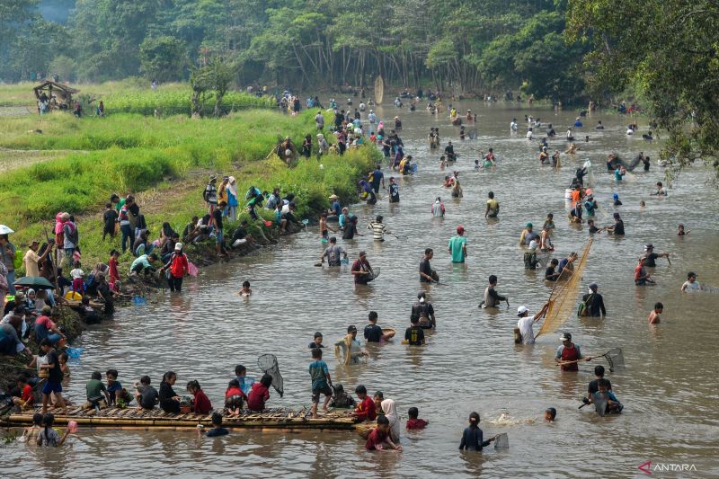 Ratusan pengunjung berkumpul di sebuah sungai yang dikelilingi sawah hijau dan pohon-pohon tinggi, dengan beberapa orang menangkap ikan menggunakan tangan kosong dan alat tradisional.